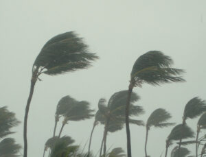 image of palm trees in hurricane outside vacation home